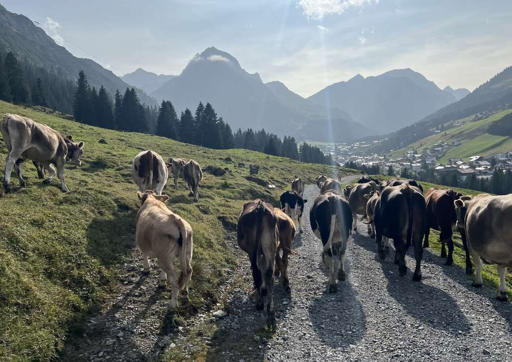 Kühe Biohof Walch Kühe eintreiben Biohof Walch